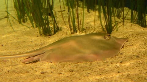 Southern Stingray Video stock 64825687