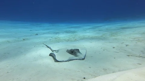 Southern Stingray 스톡 동영상 128320510