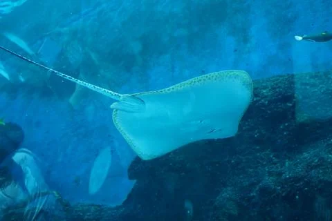 Southern Stingray Gliding in Deep Blue Marine Aquarium Foto stock
