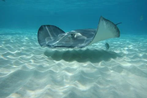 Southern Stingray Stock Photos
