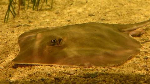 Southern Stingray spiracle breathing Stock Footage 86214073