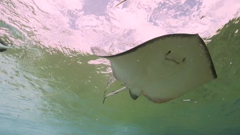 Southern Stingrays swim over camera Stock Footage 316787885