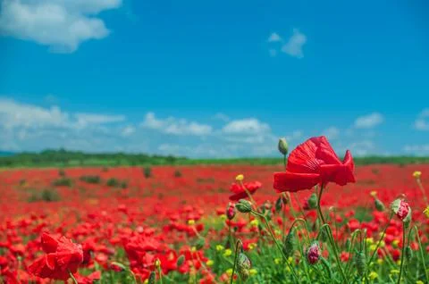 The southern sun illuminates the fields of red garden poppies. The concept of Stock Photos