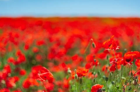 The southern sun illuminates the fields of red garden poppies. The concept of Stock Photos