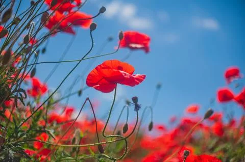 The southern sun illuminates the fields of red garden poppies. The concept of Stock Photos