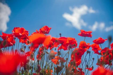 The southern sun illuminates the fields of red garden poppies. The concept of Stock Photos