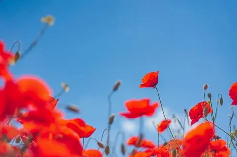 The southern sun illuminates the fields of red garden poppies. The concept of Stock Photos