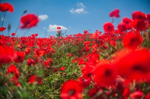 The southern sun illuminates the fields of red garden poppies. The concept of Stock Photos