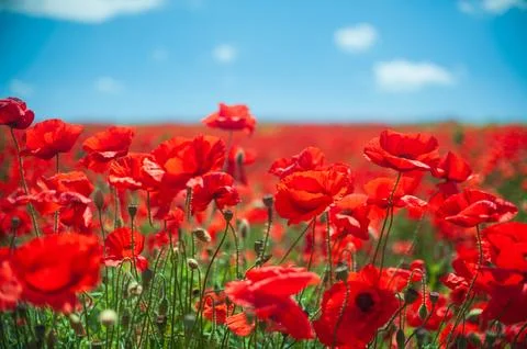 The southern sun illuminates the fields of red garden poppies. The concept of Stock Photos
