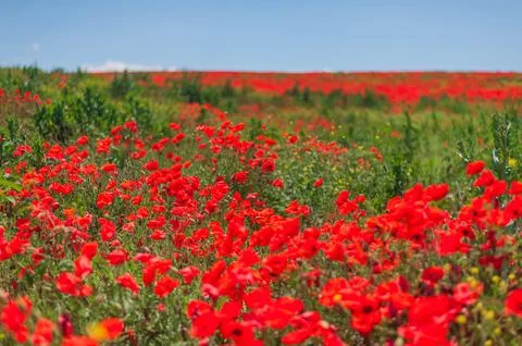 The southern sun illuminates the fields of red garden poppies. The concept of Stock Photos
