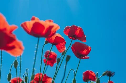The southern sun illuminates the fields of red garden poppies. The concept of Stock Photos