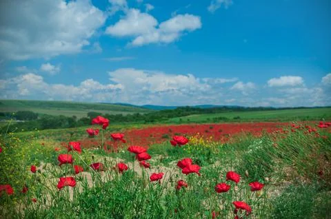 The southern sun illuminates the fields of red garden poppies. The concept of Stock Photos