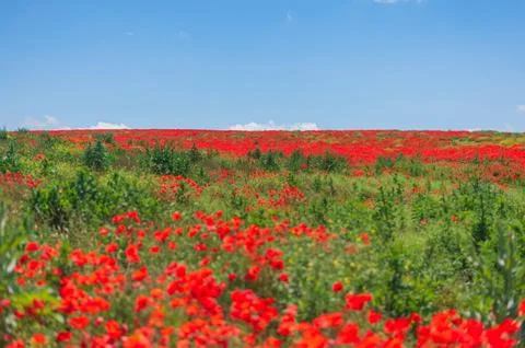 The southern sun illuminates the fields of red garden poppies. The concept of Foto stock
