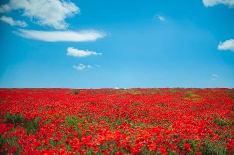The southern sun illuminates the fields of red garden poppies. The concept of Stock Photos