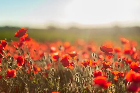 The southern sun illuminates the fields of red garden poppies. The concept of Stock Photos