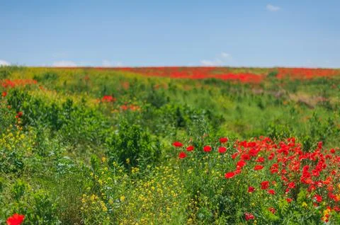 The southern sun illuminates the fields of red garden poppies. The concept of Stock Photos