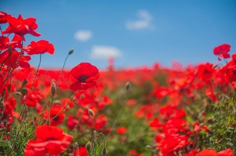 The southern sun illuminates the fields of red garden poppies. The concept of Stock Photos