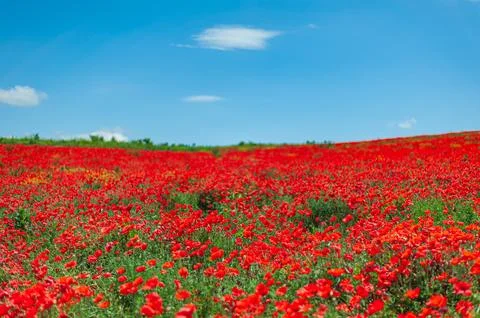 The southern sun illuminates the fields of red garden poppies. The concept of Stock Photos