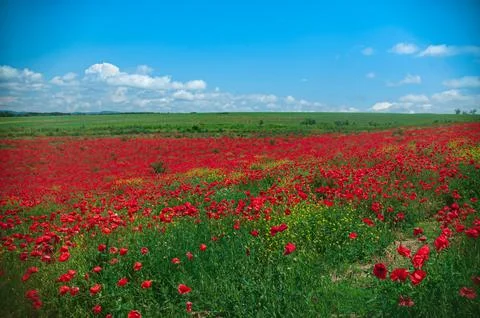 The southern sun illuminates the fields of red garden poppies. The concept of Stock Photos