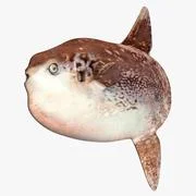 Ocean sunfish Mola mola ~ 3D Model #91026864