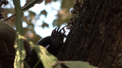 Southern Tamandua sleeping in tree with sharp claws sticking up in the day Stock Footage 103425353