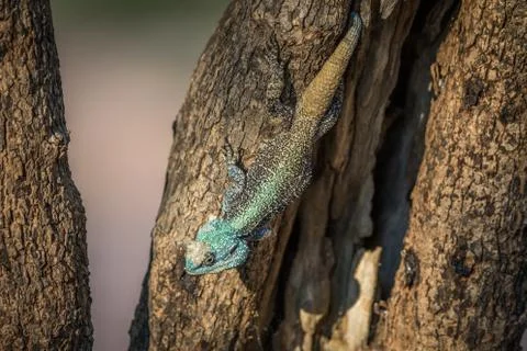 Southern tree agama in a tree. Stock Photos