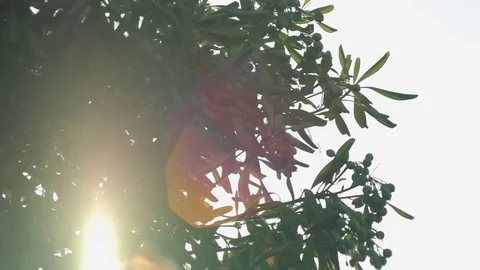 Southern trees in the sun of the Cala Mendia. Mallorca Stock Footage 76009635