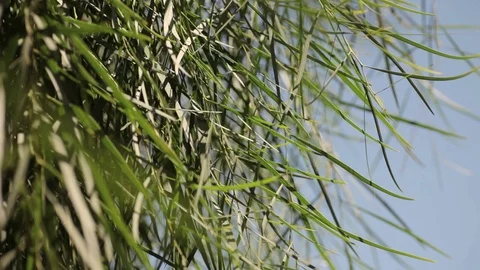 Southern trees in the sun. Mallorca Stock Footage 76007726