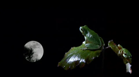 Southern two frogs on a leaf looking at the full moon Stock Footage 38271528