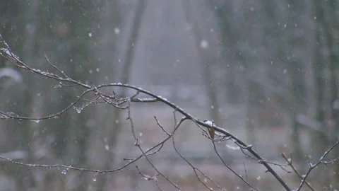 Southern Urals Winter Forest Snowfall Close-Up on Icy Branches, Russia Stock Footage 325470040