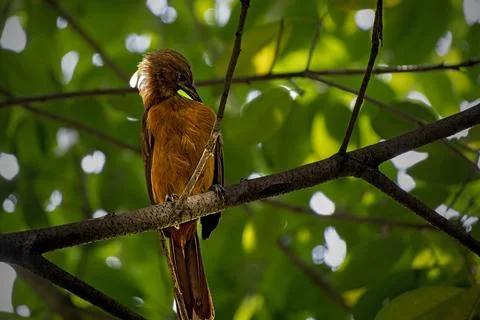 Southern Variable Pitohui perching on tree Fotos de archivo