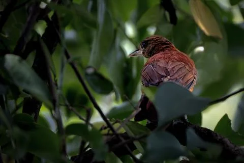 Southern Variable Pitohui perching on tree Stock Photos