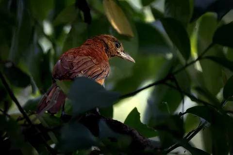 Southern Variable Pitohui perching on tree Fotos de archivo