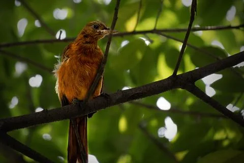 Southern Variable Pitohui perching on tree 스톡 사진