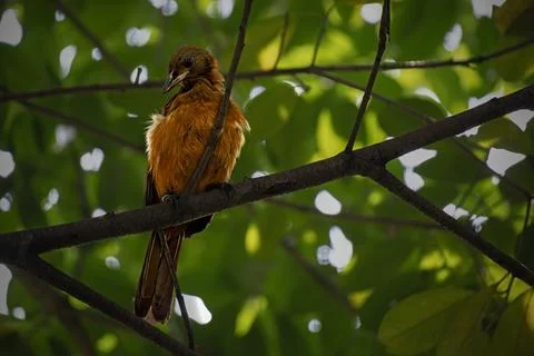 Southern Variable Pitohui perching on tree Stock-Fotos