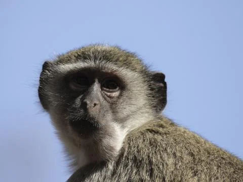 Southern vervet monkey (Cercopithecus pygerythrus) in the Okavango Delta, Stock Photos