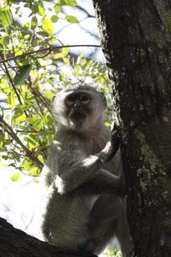 Southern vervet monkey (Cercopithecus pygerythrus) in the Okavango Delta, Stock Photos