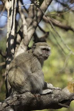 Southern vervet monkey (Cercopithecus pygerythrus) in the Okavango Delta, Stock Photos