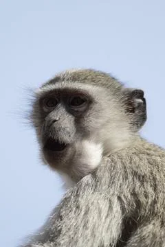 Southern vervet monkey (Cercopithecus pygerythrus) in the Okavango Delta, Stock Photos