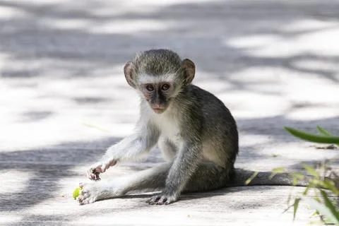 Southern vervet monkey (Chlorocebus pygerythrus) baby, Oceana Private Game Stock Photos