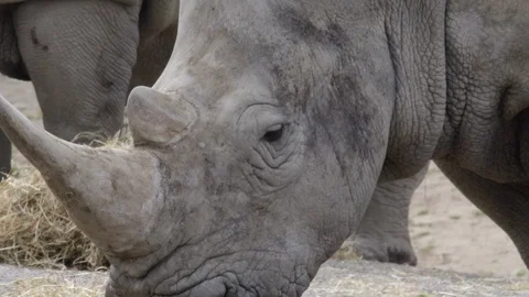 Southern White Rhinoceros / Rhino eating. Closeup of face and head Stock Footage