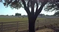 Southfork Ranch from Dallas TV series with trees and horses 4k or 4k+ Resolution
