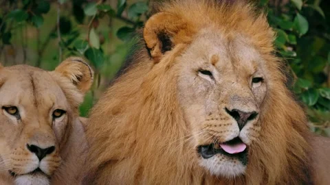 Southwest African lion (Panthera leo) couple, big cat yawning Stock Footage