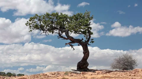 Southwest desert lone cedar tree wind blown HD 9912 Stock Footage