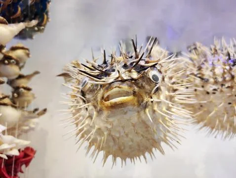 Souvenir of dried spherical puffer fish with needles Stock Photos