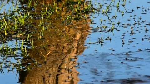 Sövde, Skåne, Sweden, Lake Stock Footage 219850277