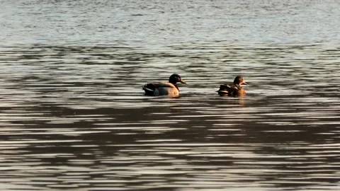 Sövde, Skåne, Sweden, Lake Stock Footage 219850362