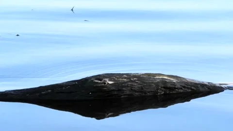 Sövde, Skåne, Sweden, Lake Stock Footage 219850741