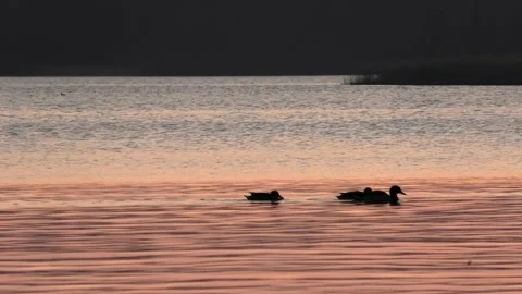 Sövde, Skåne, Sweden, Lake Stock Footage 219850747