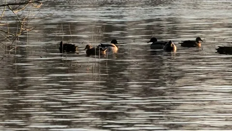 Sövde, Skåne, Sweden, Lake Stock Footage 219850773
